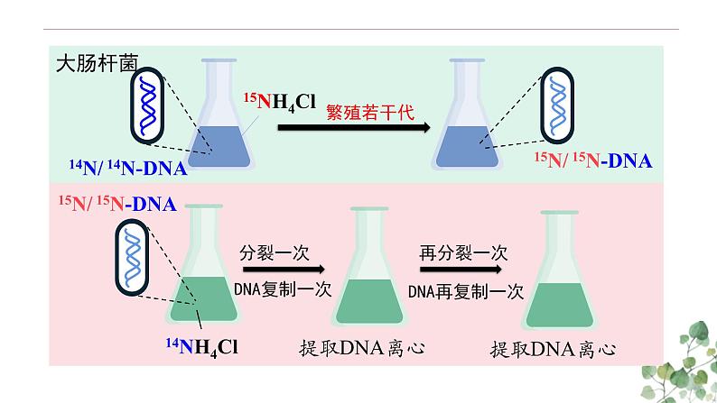3.3 DNA的复制-高一生物下学期教学课件(人教版2019必修二)第5页