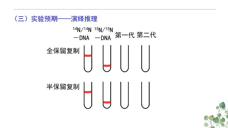 3.3 DNA的复制-高一生物下学期教学课件(人教版2019必修二)第6页