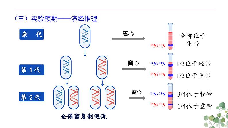 3.3 DNA的复制-高一生物下学期教学课件(人教版2019必修二)第7页
