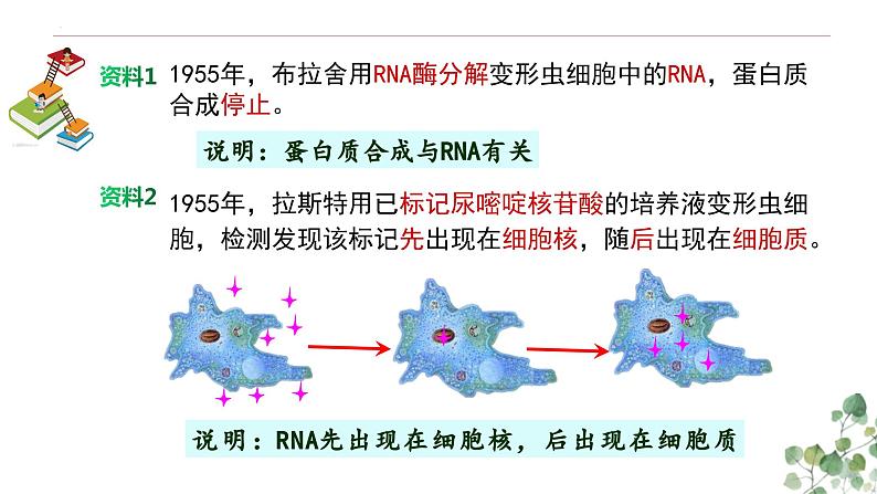 4.1 基因指导蛋白质的合成-高一生物下学期教学课件(人教版2019必修二)第4页