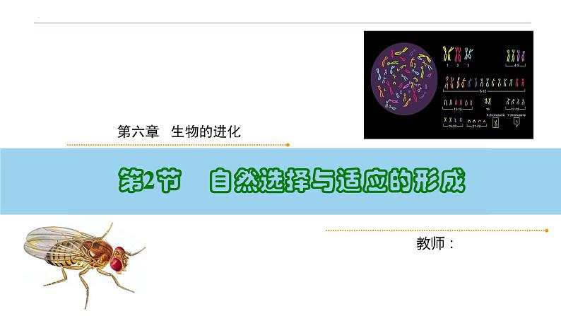 6.2 自然选择与适应的形成-高一生物下学期教学课件(人教版2019必修二)01