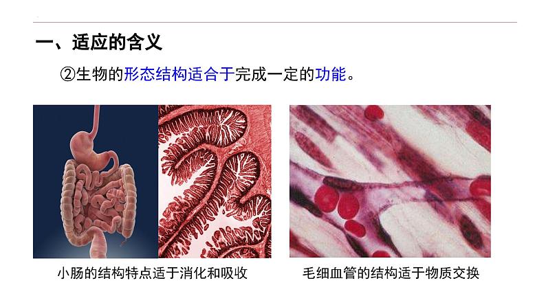 6.2 自然选择与适应的形成-高一生物下学期教学课件(人教版2019必修二)03