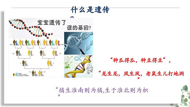 1.1 孟德尔的豌豆杂交实验(一)-高一生物下学期教学课件(人教版2019必修二)第1页
