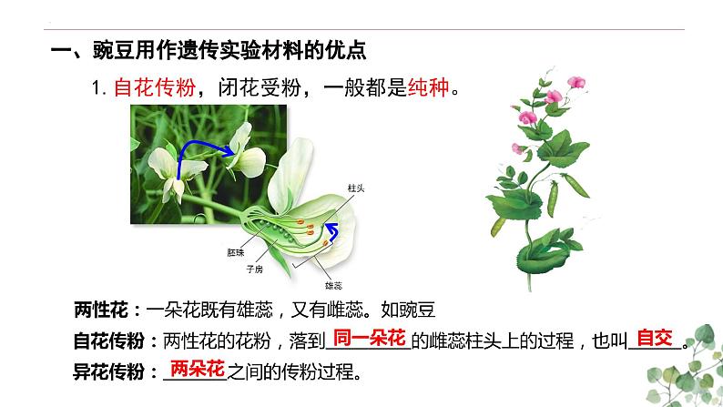 1.1 孟德尔的豌豆杂交实验(一)-高一生物下学期教学课件(人教版2019必修二)第6页