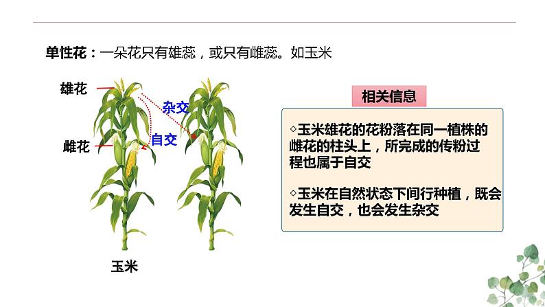 1.1 孟德尔的豌豆杂交实验(一)-高一生物下学期教学课件(人教版2019必修二)第7页
