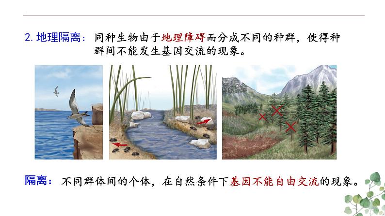 6.3.2 隔离在物种形成中的作用-高一生物下学期教学课件(人教版2019必修二)第3页