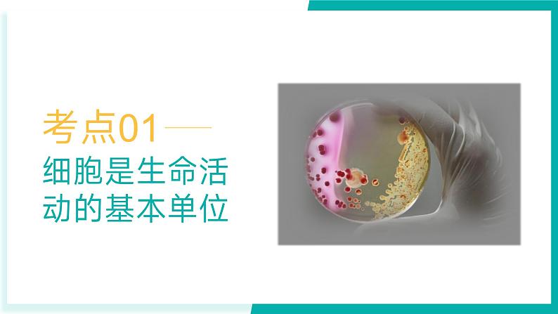 专题三 细胞的结构与功能(期末考点串讲)-2023-2024学年高二生物下学期期末考点大串讲(人教版2019)课件PPT第4页