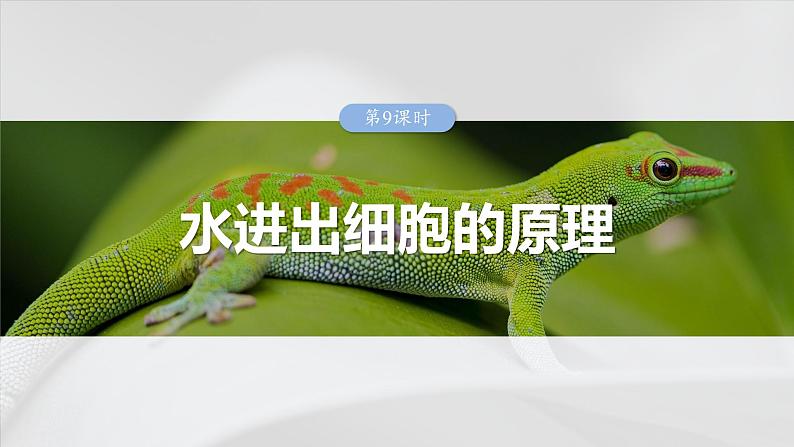 第二单元 第9课时 水进出细胞的原理第1页