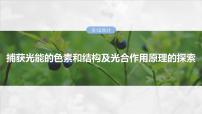 第三单元　第十五课时　捕获光能的色素和结构及光合作用原理的探索-2025年高考生物大一轮复习课件