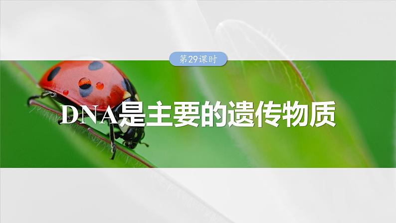 第六单元 第二十九课时 DNA是主要的遗传物质-2025年高考生物大一轮复习课件01