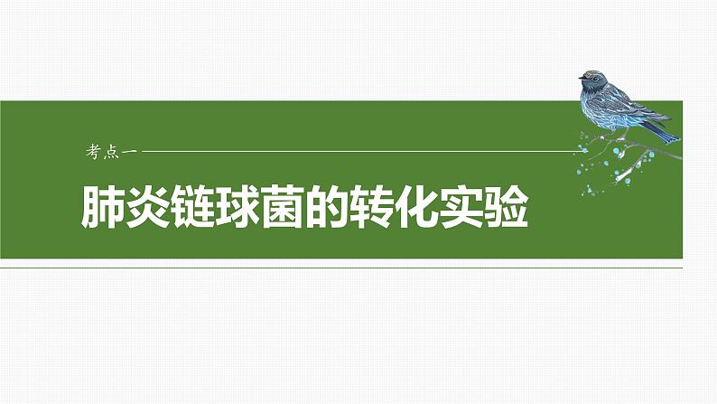 第六单元 第二十九课时 DNA是主要的遗传物质-2025年高考生物大一轮复习课件04