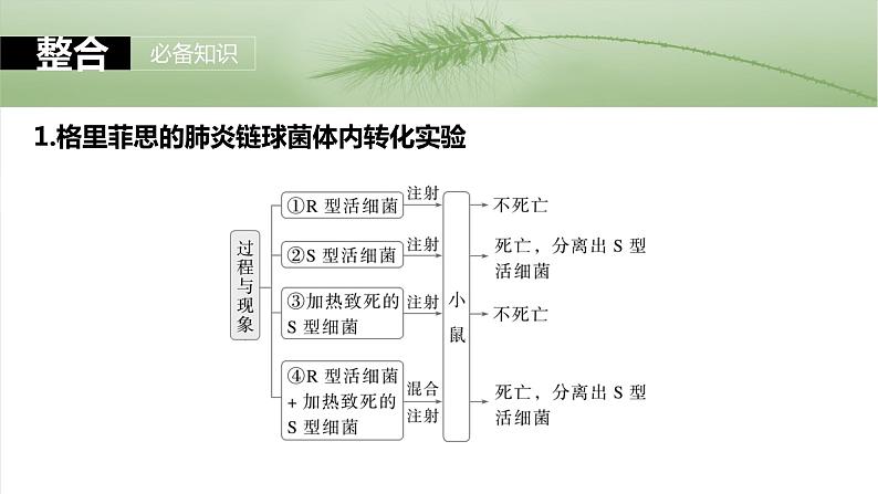 第六单元 第二十九课时 DNA是主要的遗传物质-2025年高考生物大一轮复习课件05