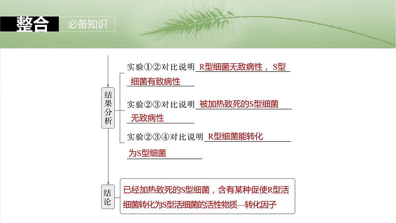 第六单元 第二十九课时 DNA是主要的遗传物质-2025年高考生物大一轮复习课件06
