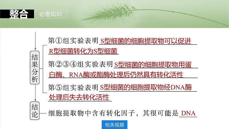 第六单元 第二十九课时 DNA是主要的遗传物质-2025年高考生物大一轮复习课件08