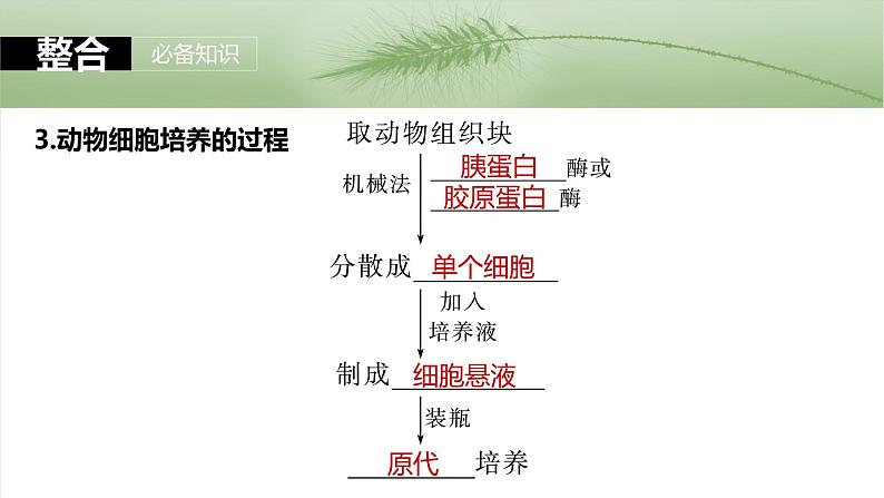 第十单元 第59课时 动物细胞工程-2025年高考生物大一轮复习课件07