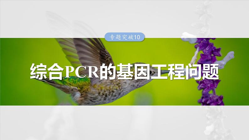 第十单元 专题突破10 综合PCR的基因工程问题-2025年高考生物大一轮复习课件01