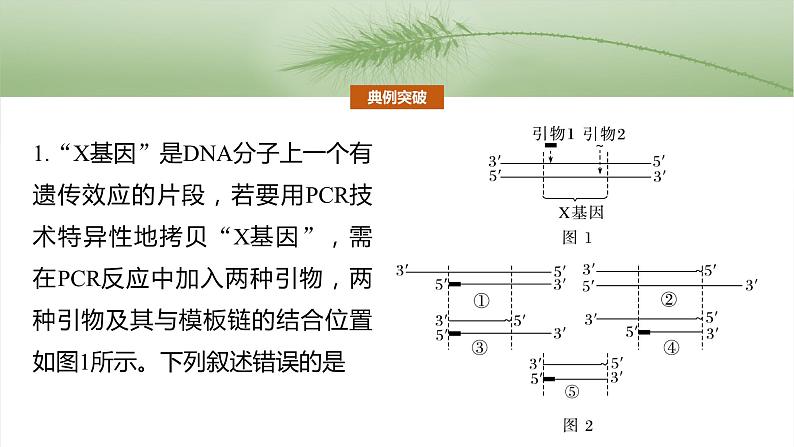 第十单元 专题突破10 综合PCR的基因工程问题-2025年高考生物大一轮复习课件04