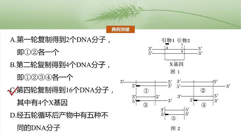第十单元 专题突破10 综合PCR的基因工程问题-2025年高考生物大一轮复习课件05