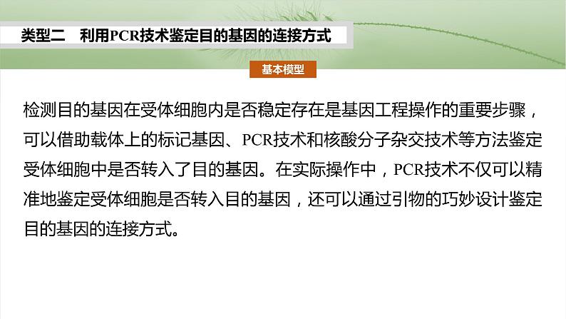 第十单元 专题突破10 综合PCR的基因工程问题-2025年高考生物大一轮复习课件08