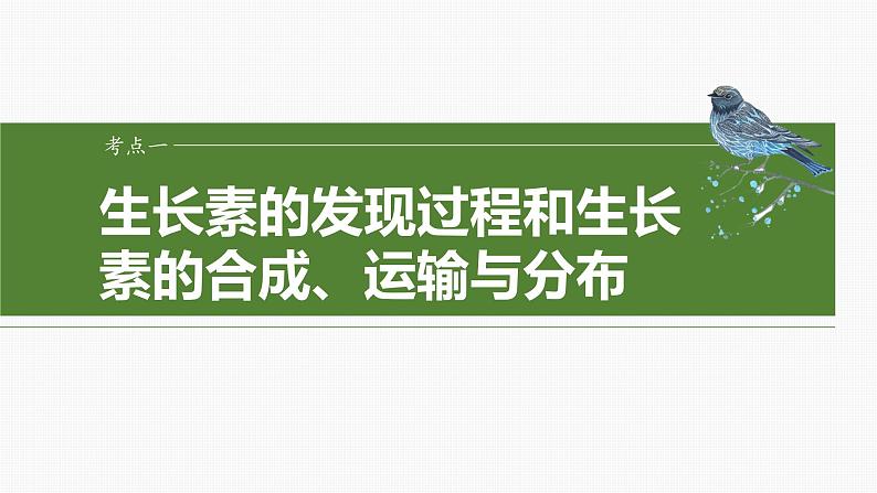 第八单元 第44课时 植物生长素第4页