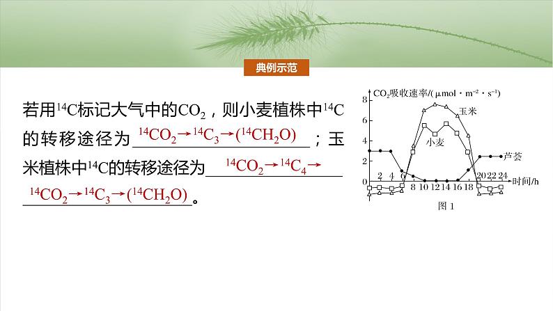 第三单元 专题突破2 不同生物固定二氧化碳的方式比较第6页