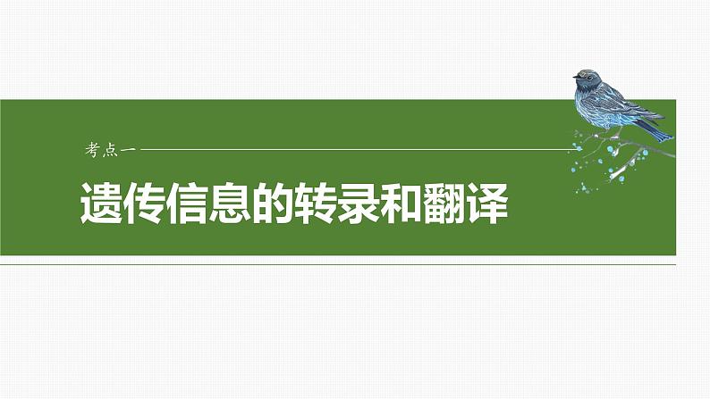 第六单元 第31课时 基因的表达-2025年高考生物大一轮复习课件04