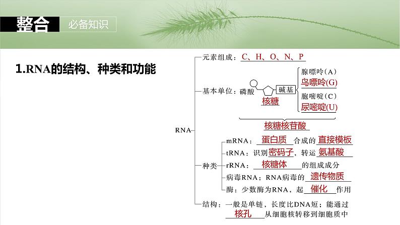 第六单元 第31课时 基因的表达-2025年高考生物大一轮复习课件05