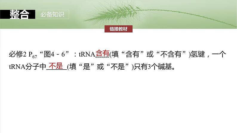 第六单元 第31课时 基因的表达-2025年高考生物大一轮复习课件06