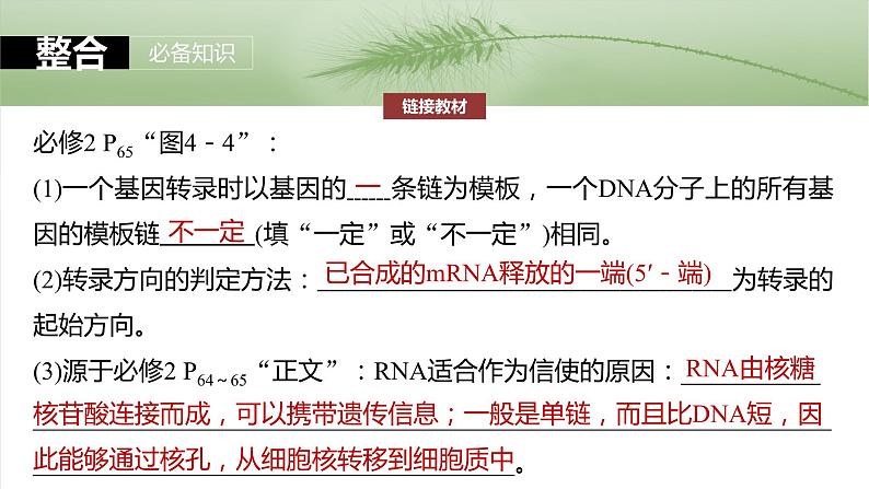 第六单元 第31课时 基因的表达-2025年高考生物大一轮复习课件08