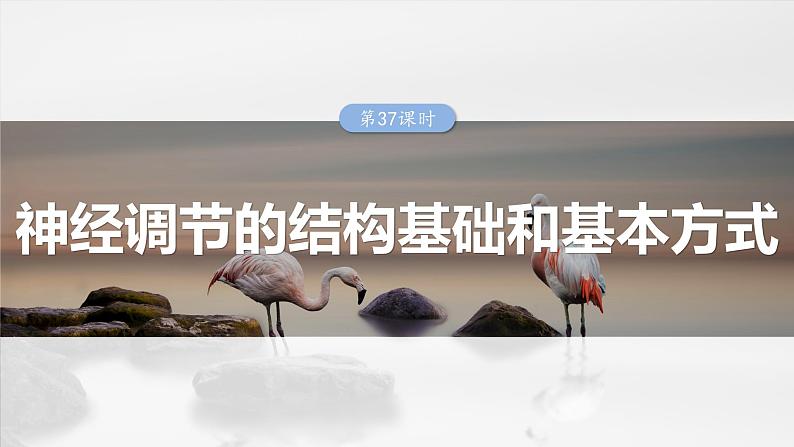 第八单元 第37课时 神经调节的结构基础和基本方式-2025年高考生物大一轮复习课件01