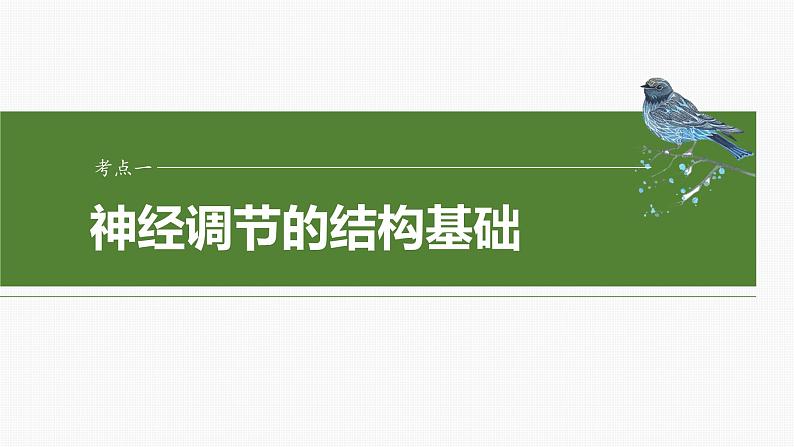 第八单元 第37课时 神经调节的结构基础和基本方式-2025年高考生物大一轮复习课件04