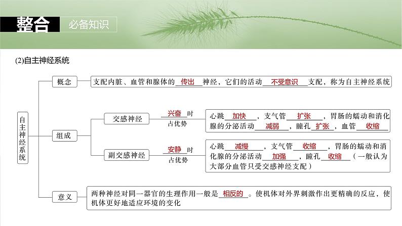 第八单元 第37课时 神经调节的结构基础和基本方式-2025年高考生物大一轮复习课件06