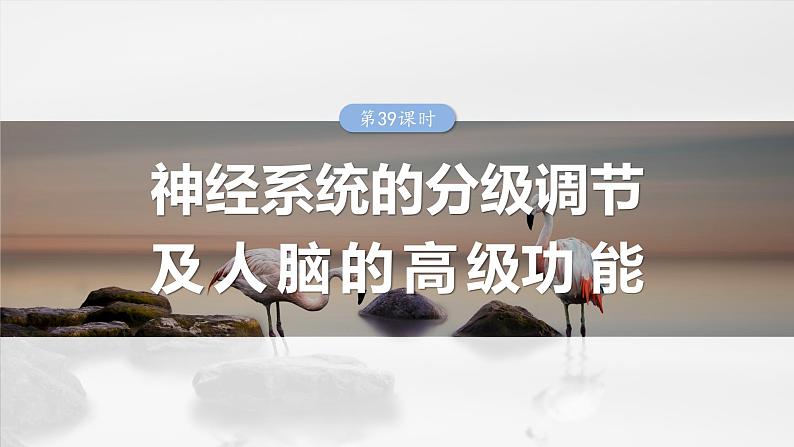 第八单元 第39课时 神经系统的分级调节及人脑的高级功能第1页