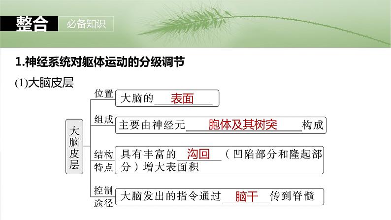 第八单元 第39课时 神经系统的分级调节及人脑的高级功能第5页