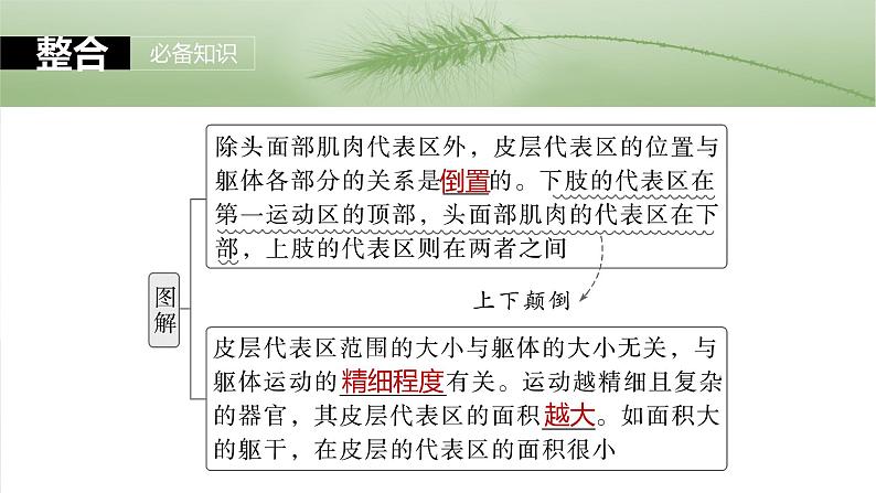 第八单元 第39课时 神经系统的分级调节及人脑的高级功能第7页