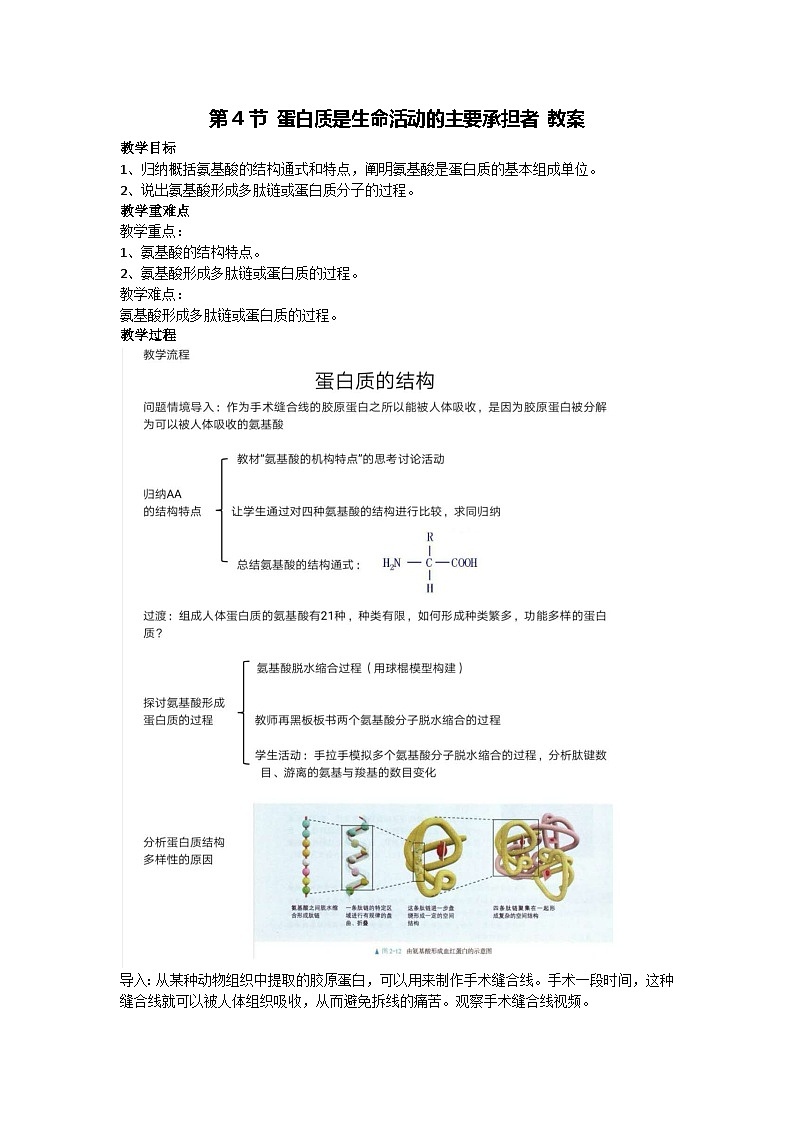 2.4 蛋白质是生命活动的主要承担者 教案-2024-2025学年高一上学期生物人教版(2019)必修1第1页