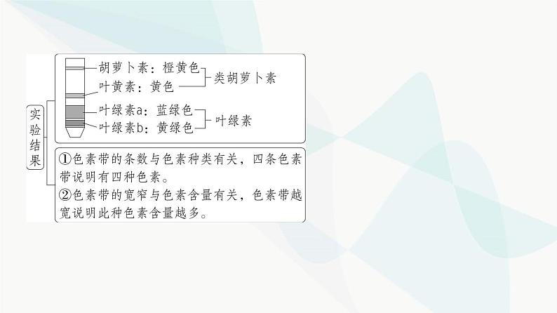 高考生物(山东专用)复习专题6光合作用教学课件第3页