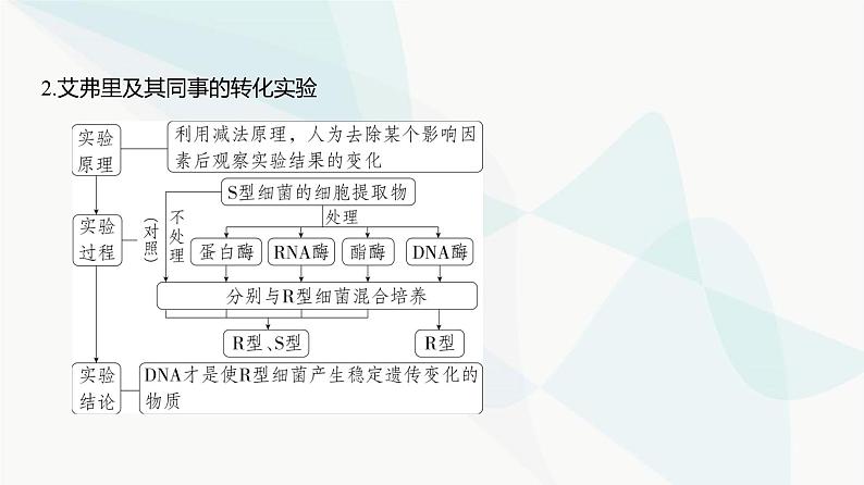 高考生物(山东专用)复习专题10遗传的分子基础教学课件第3页