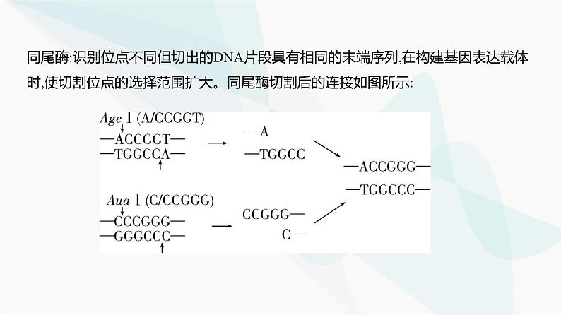 高考生物(山东专用)复习专题22基因工程教学课件03