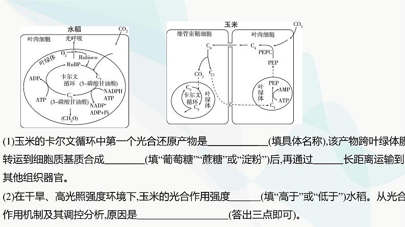 高考生物(山东专用)复习专题6光合作用练习课件第7页