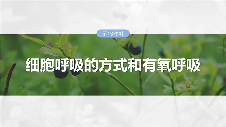 第三单元 第十三课时 细胞呼吸的方式和有氧呼吸-2025年高考生物大一轮复习课件01