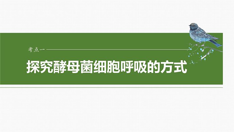第三单元 第十三课时 细胞呼吸的方式和有氧呼吸-2025年高考生物大一轮复习课件04
