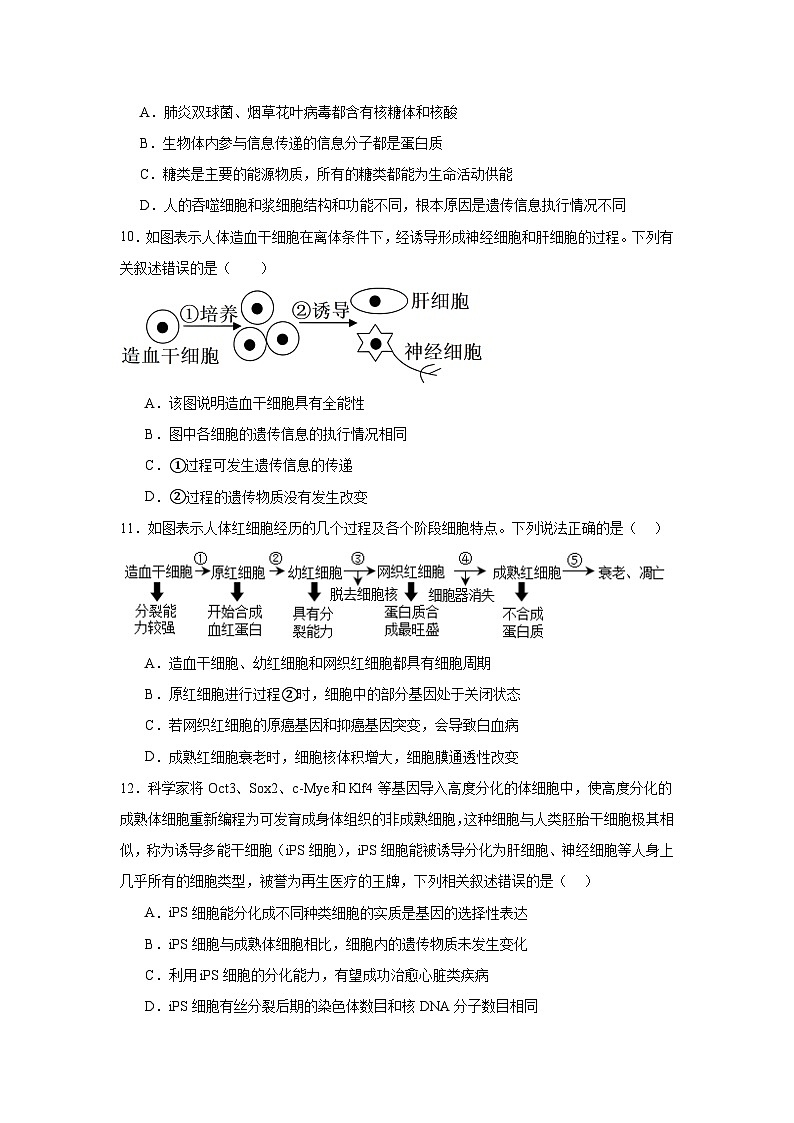 人教版高中生物必修一6.2《细胞的分化》课时练习第3页