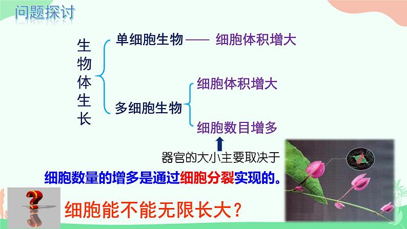 【核心素养】人教版高中生物必修一6.1《细胞的增殖》课件+课时练习+教案(含教学反思)05