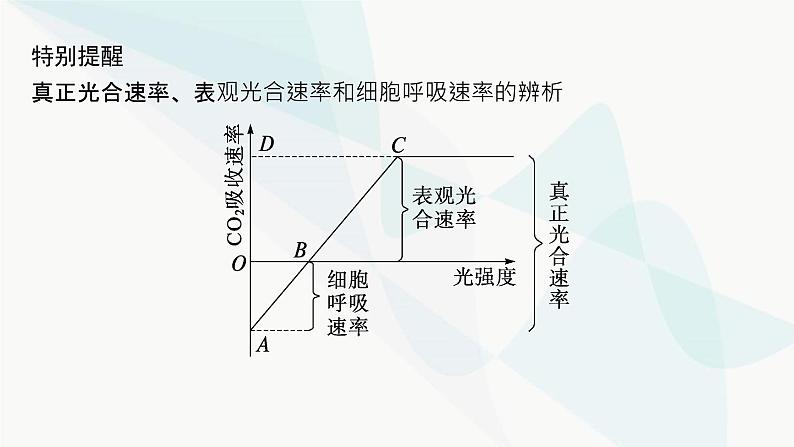浙科版高考生物一轮复习第2单元细胞的代谢第8讲第3课时光合作用与细胞呼吸的综合课件第5页