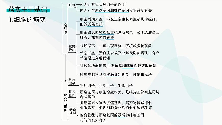 浙科版高考生物一輪復(fù)習(xí)第3單元細(xì)胞的生命歷程第11講細(xì)胞的分化、衰老、凋亡和癌變課件第4頁