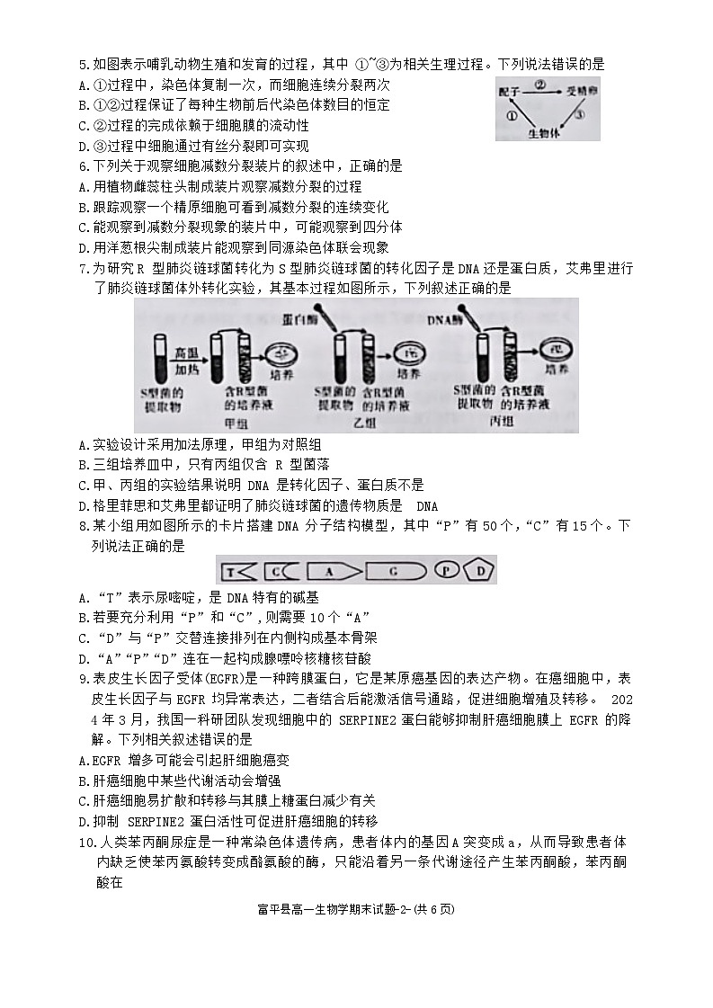 陕西省渭南市富平县2023-2024学年高一下学期期末质量检测生物试卷第2页