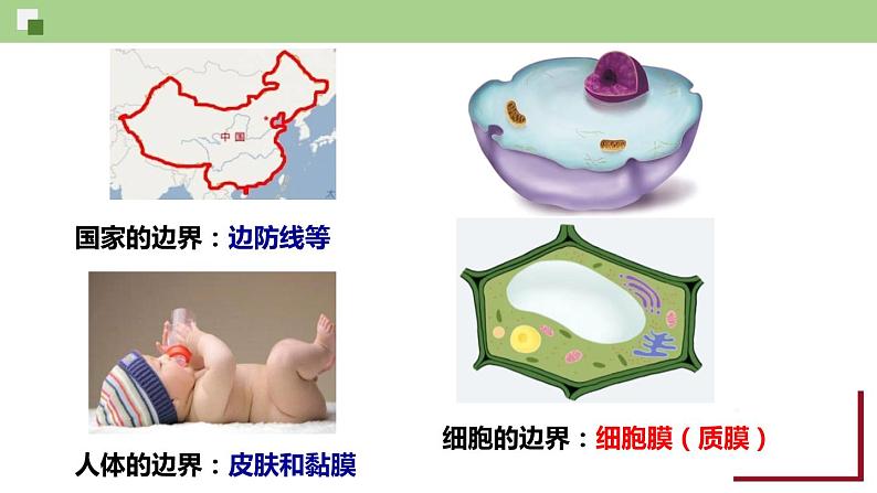 新人教版 高一 生物必修一 第三章 第一节 细胞膜的结构和功能 课件ppt第3页