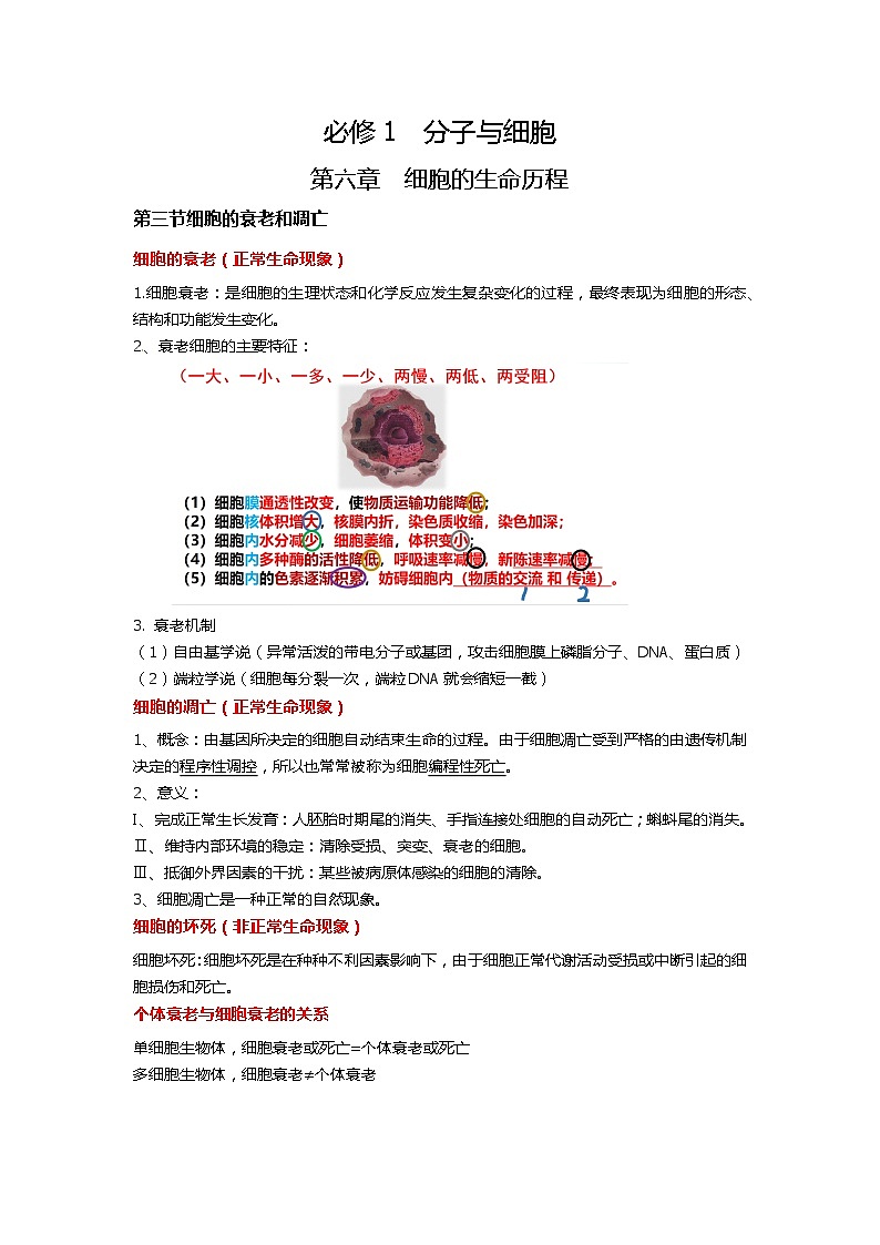 新人教版 高一 生物必修一 第六章 第三节 细胞的衰老和死亡 知识清单01