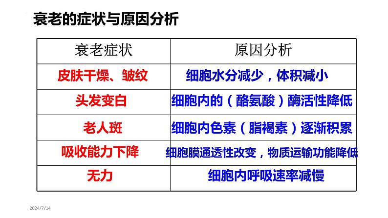 新人教版 高一 生物必修一 第六章 第三节 细胞的衰老和死亡 课件ppt06